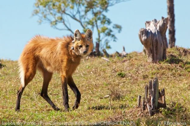 Lobo-guará brinca em campo