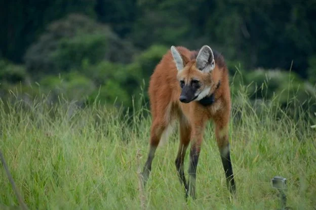 Lobo-guará