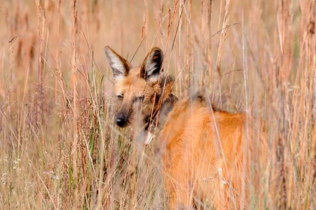 Lobo-guará