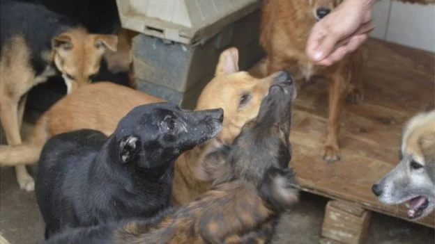 Imagens de cães em abrigos assistidos pela ONG Cão Sem Fome