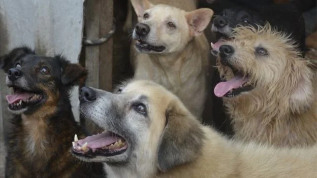 Imagens de cães em abrigos assistidos pela ONG Cão Sem Fome