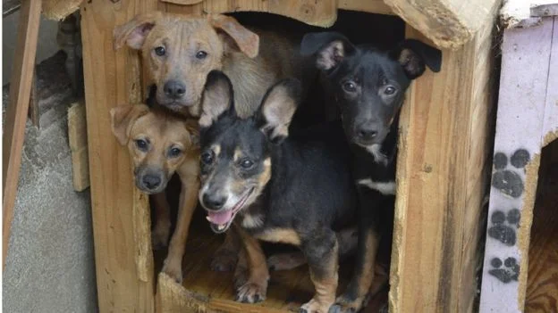 Imagens de cães em abrigos assistidos pela ONG Cão Sem Fome