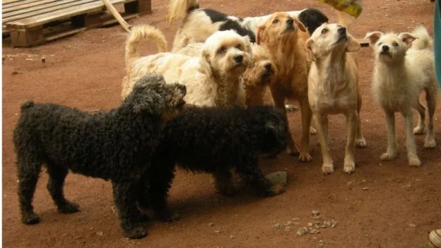 Imagens de cães em abrigos assistidos pela ONG Cão Sem Fome
