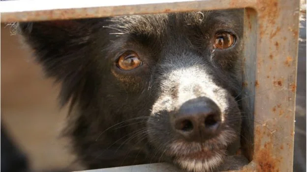 Imagens de cães em abrigos assistidos pela ONG Cão Sem Fome