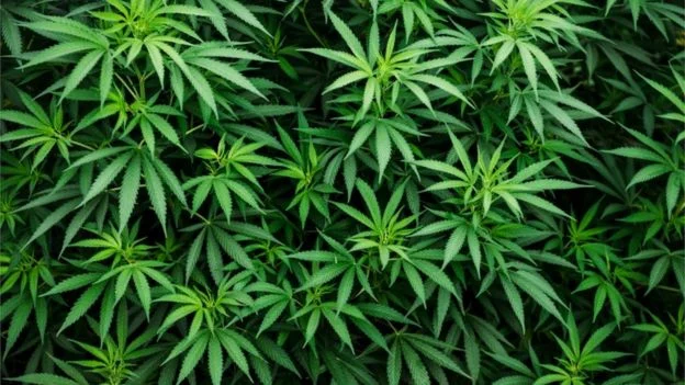 Pés de maconha vistos de cima