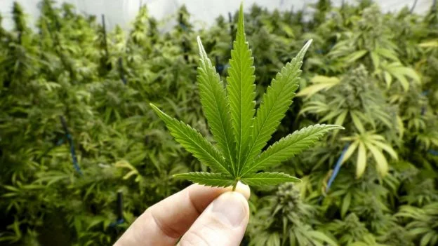 Folha de maconha
