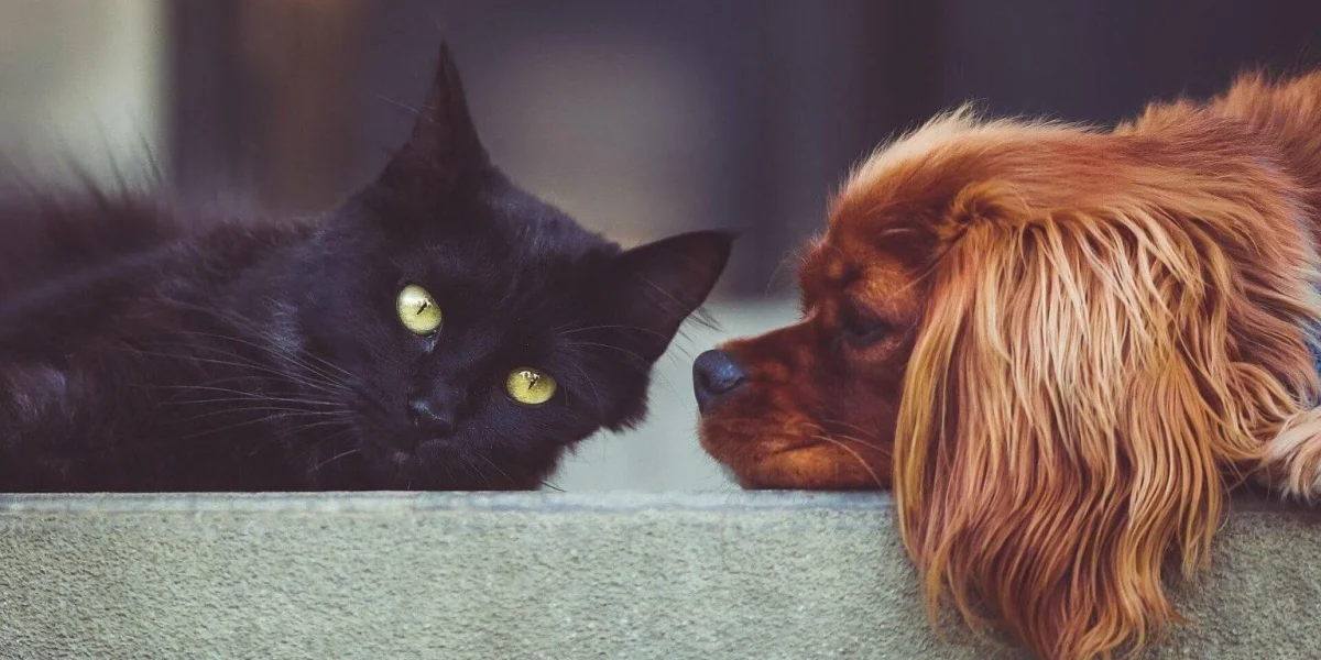 Adoção e abandono de animais domésticos aumentaram
