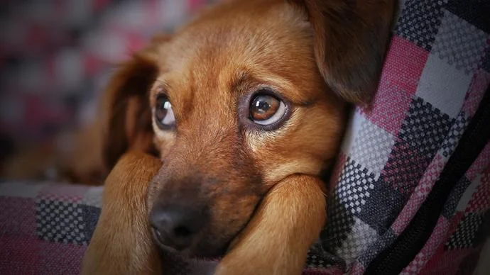 Adoção e abandono de animais domésticos aumentaram
