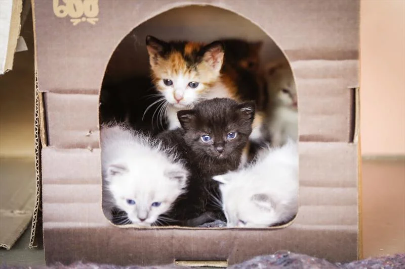 Adoção e abandono de animais domésticos aumentaram