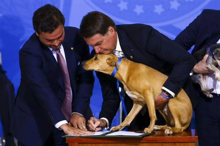 Adoção e abandono de animais domésticos aumentaram
