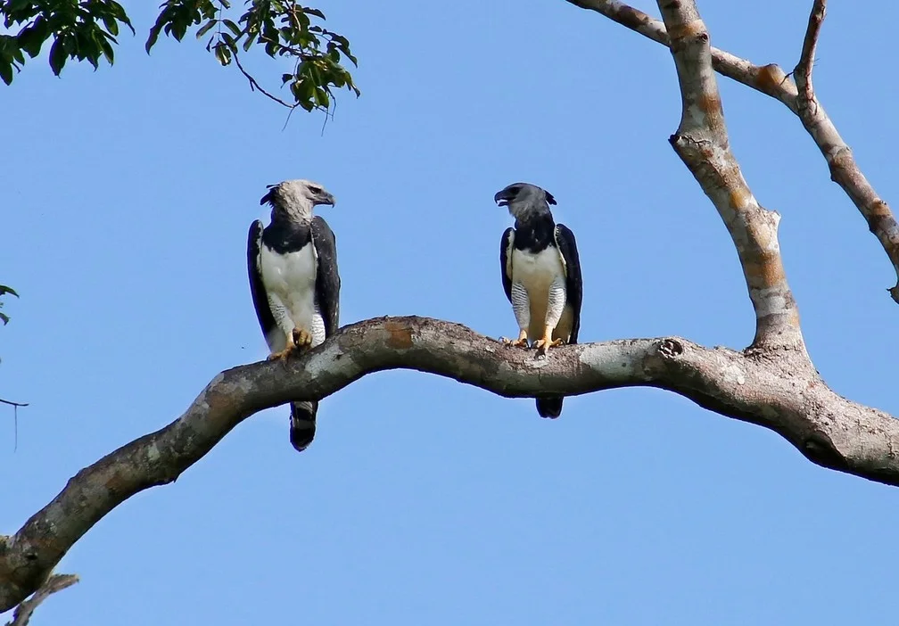 Rondônia tem 21 ninhos de gavião-real sendo monitorados. — Foto: Carlos Tuyama/Arquivo pessoal