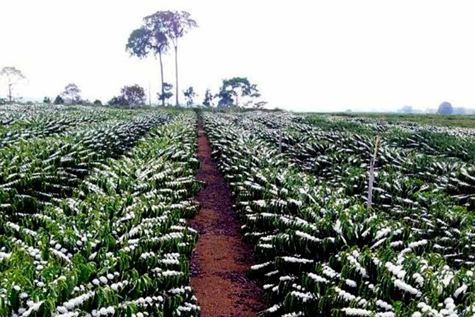 Emater de Rondônia pretende implantar 4 milhões de mudas de café em Ouro Preto