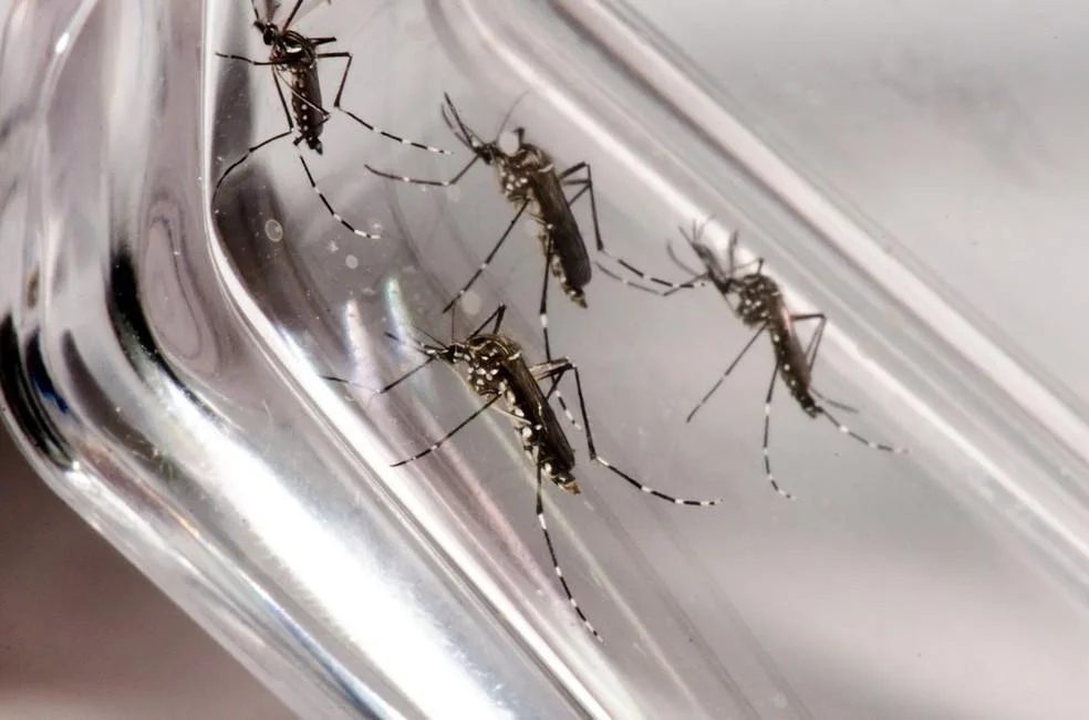 Seis cidades de Rondônia registram surto de dengue
