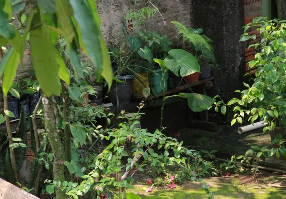 Seis cidades de Rondônia registram surto de dengue