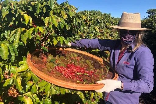 Programa “Plante Mais” vai incentivar aumento da produção cafeeira