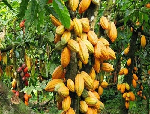 Programa “Plante Mais” vai incentivar aumento da produção cafeeira