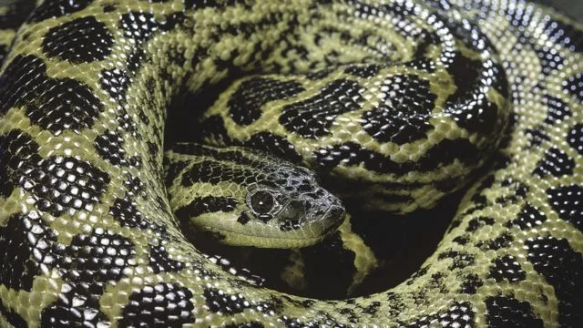 Sucuri-amarela