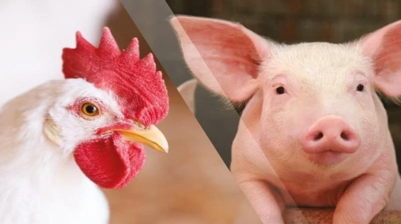 Custos de produção de suínos caem em outubro