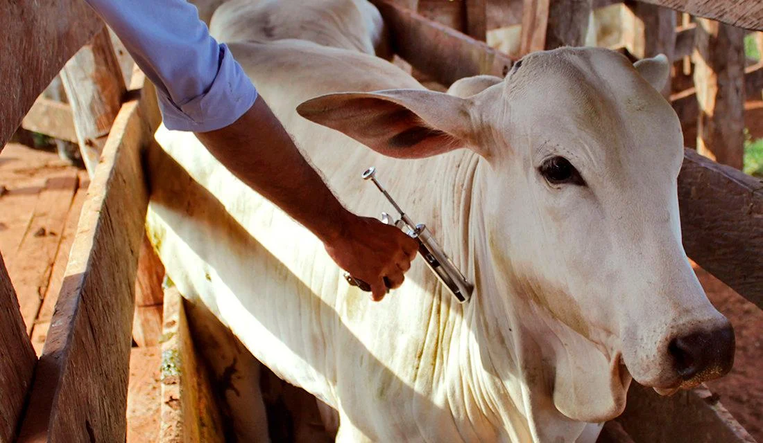 Prazo para declarar rebanho encerra dia 30