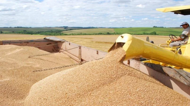 Preços do trigo seguem elevados mesmo diante de safra recorde