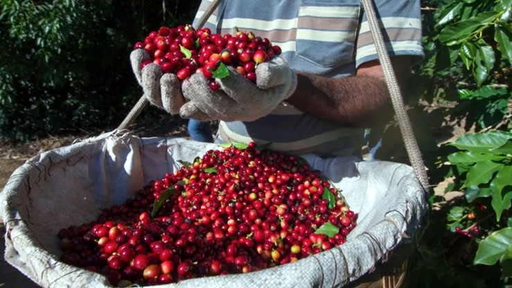 Preço do café conilon na região de Cacoal RO está há três semanas