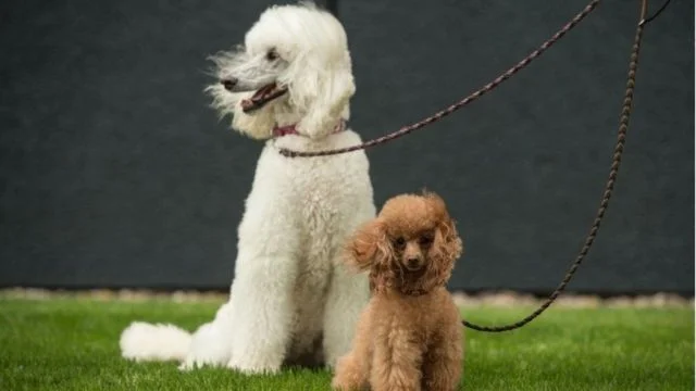 Dois poodles, um branco grande e um marrom pequeno, sentados