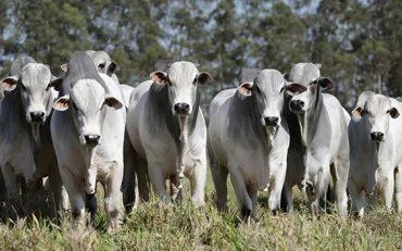 Reconhecimentos, premiações e selos destacaram o agronegócio de Rondônia em 2023