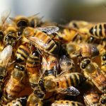 Ibama restringe uso de agrotóxico nocivo a abelhas