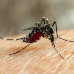 Brasil enfrenta maior epidemia de dengue da história