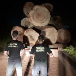 PF intensifica ações de combate ao comércio ilegal de madeiras extraídas de terras indígenas em Rondônia