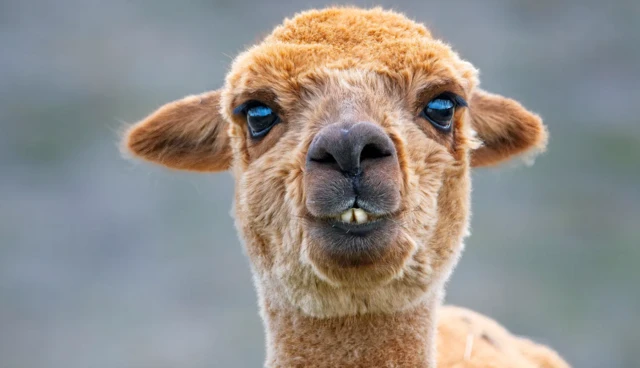 A imagem mostra uma lhama, com pelagem marrom e expressão engraçada, destacando os dentes frontais. O fundo está desfocado, destacando o rosto do animal e suas orelhas pequenas e erguidas.