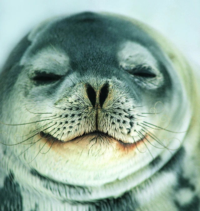 Foca de olhos semifechados com o focinho em direção à câmera