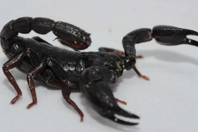 Escorpião Brotheas amazonicus