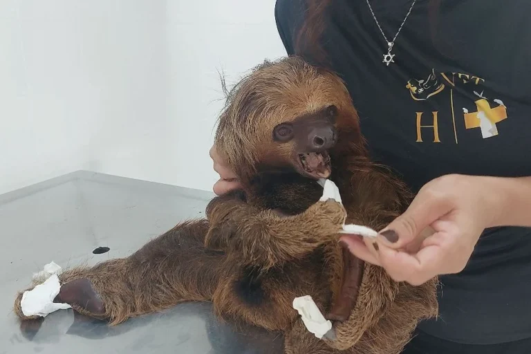 Preguiças foram soltas em Cacoal