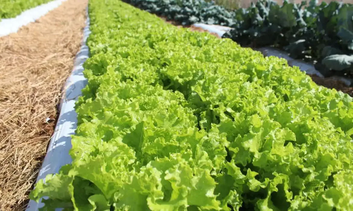 Brasília (DF), 08/09/2025 - horta de alface no campo. Foto: Italo Ludke/Embrapa