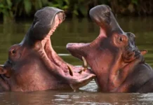 Por que governo da Colômbia vai sacrificar 80 hipopótamos de Pablo Escobar