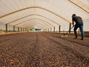 Incentivo do governo de Rondônia impulsiona produção de café e prospera vida no campo