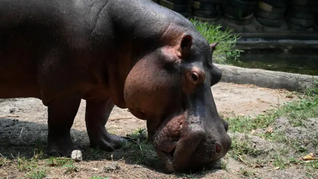 Um hipopótamo na Colômbia