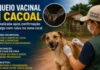 Bloqueio vacinal é realizado após confirmação de morcego com raiva na zona rural de Cacoal