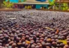 Terras indígenas impulsionadas em polos de bioeconomia na Amazônia com ações do governo de RO