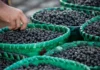 Açaí ganha protagonismo em encontro climático da Amazônia e será debatido como estratégia para desenvolvimento sustentável da região
