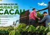 Cacoal semeia o futuro: 56 mil mudas de cacau são distribuídas a produtores na 5ª Cafecau