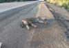 Homem registra jaguatirica morta à beira da BR-364
