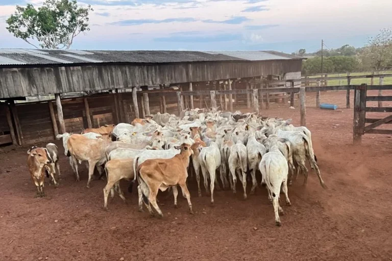 10º Leilão de Castanheiras é neste domingo (30) e reforça compromisso da ASSDACO na luta contra o câncer