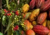 Indicações Geográficas de Rondônia entram em programa internacional para acelerar negócios