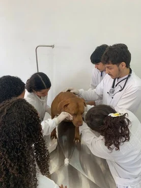 Alunos da Unir fazem atendimento de um cachorro
