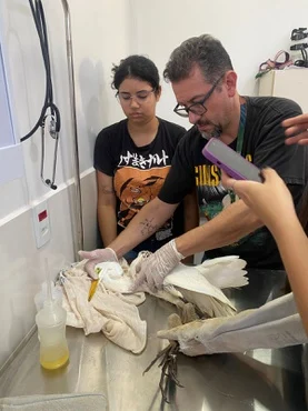 Veterinária